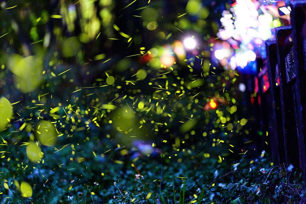 2025大坑蝶螢嘉年華