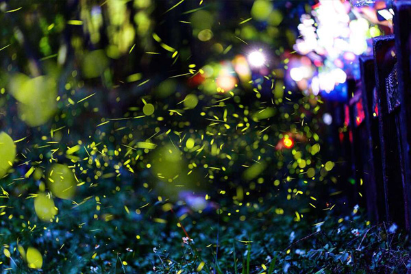 2025大坑蝶螢嘉年華