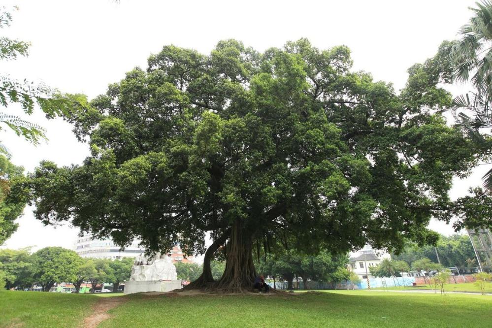 臺中公園-大樹.jpg