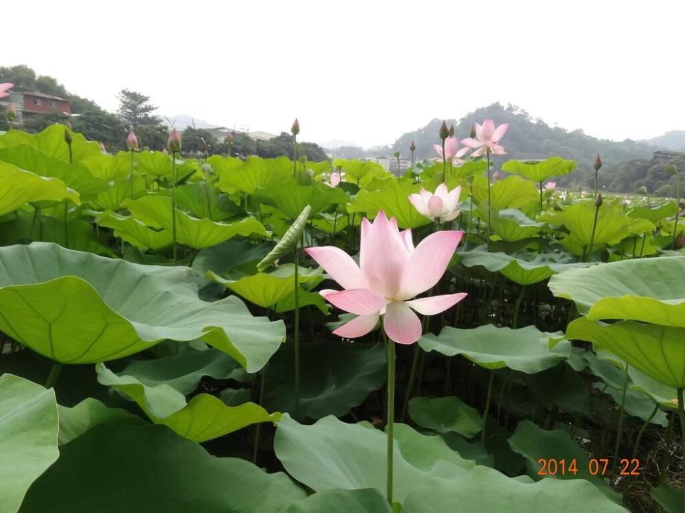 東勢林業文化園區-蓮花.jpg