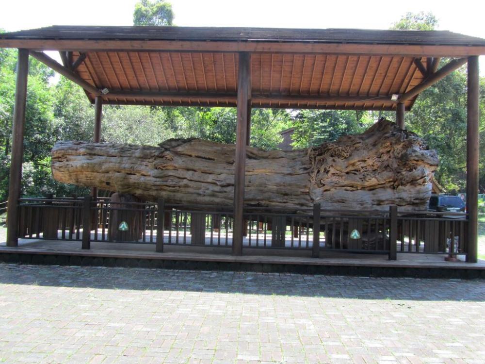 東勢林業文化園區-紅豆杉巨木.jpg