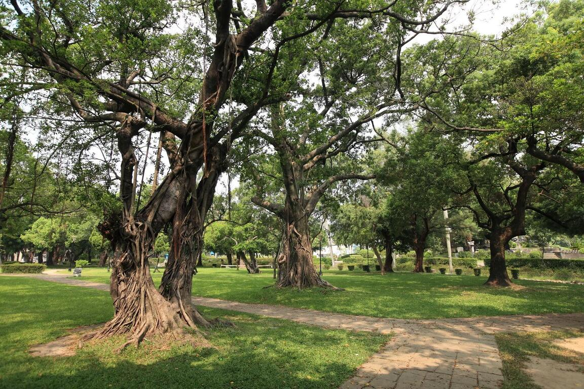 臺中公園-樹