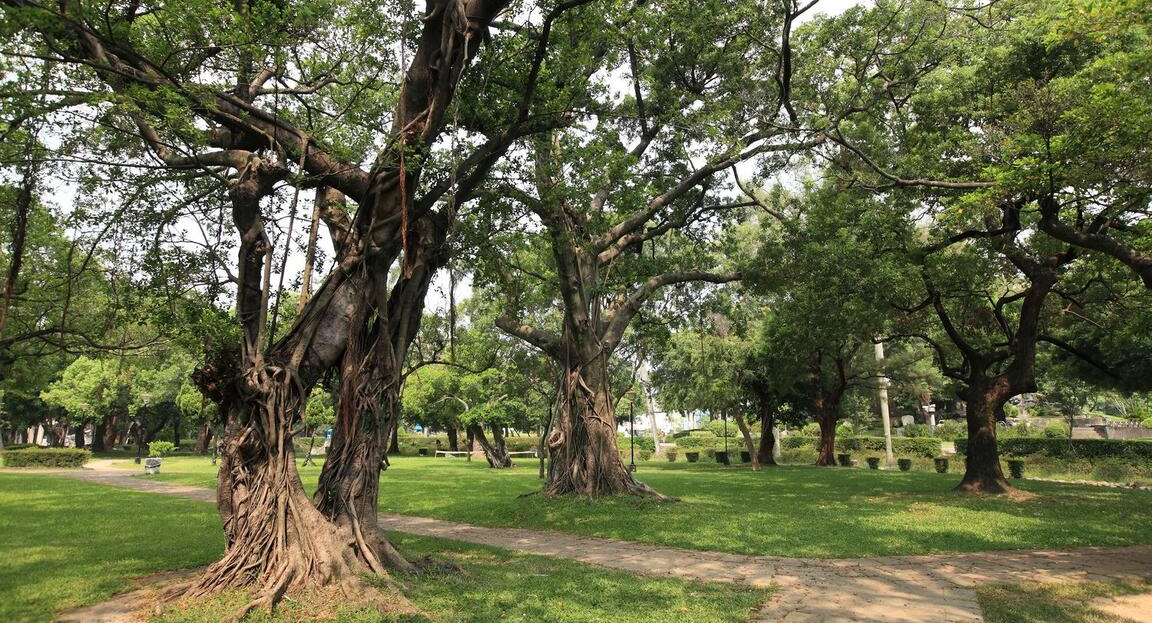 臺中公園-樹
