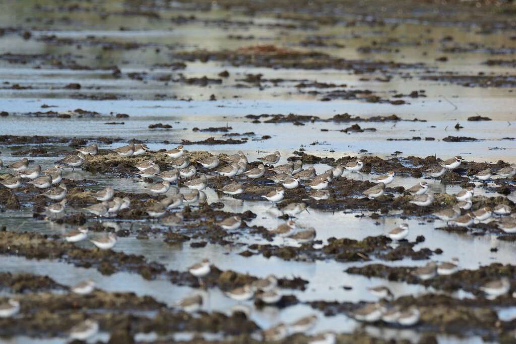 溼地內水鳥生態