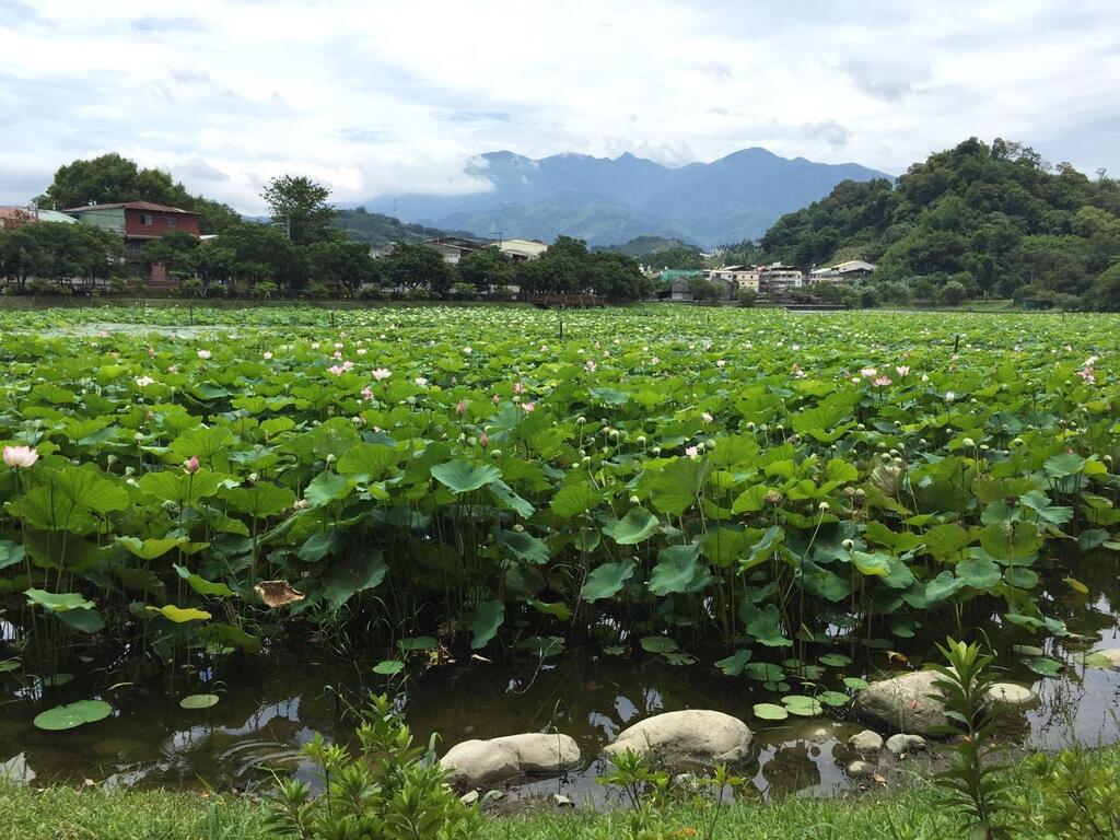 東勢林業文化園區-蓮花池